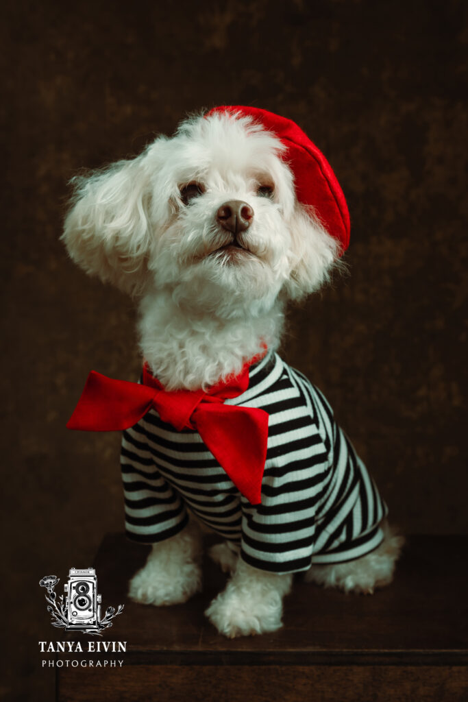 Professional pet photography of a dog in a red barret