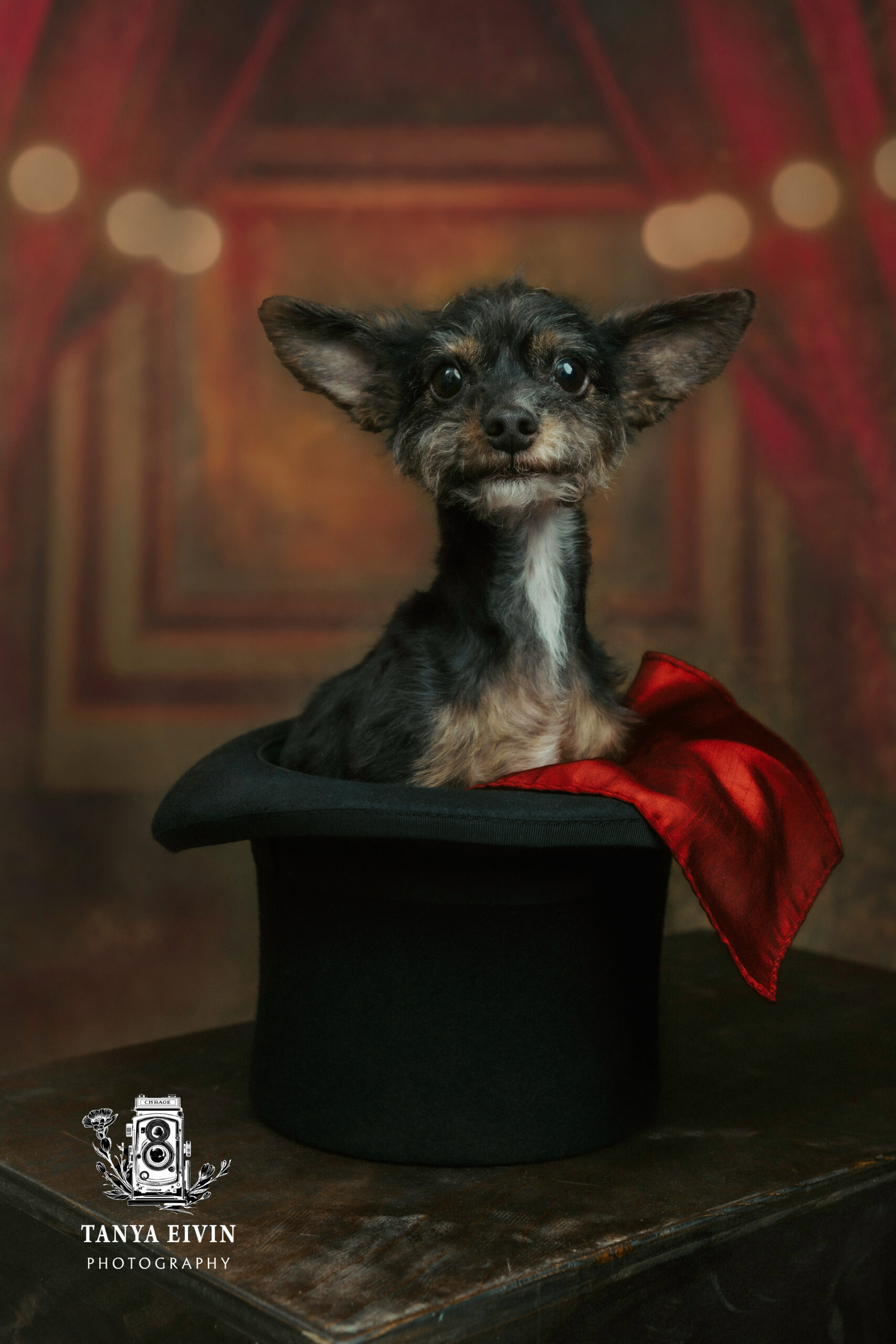 a cute dog sitting in a magician's hat photograph by austin portrait photographer tanya eivin