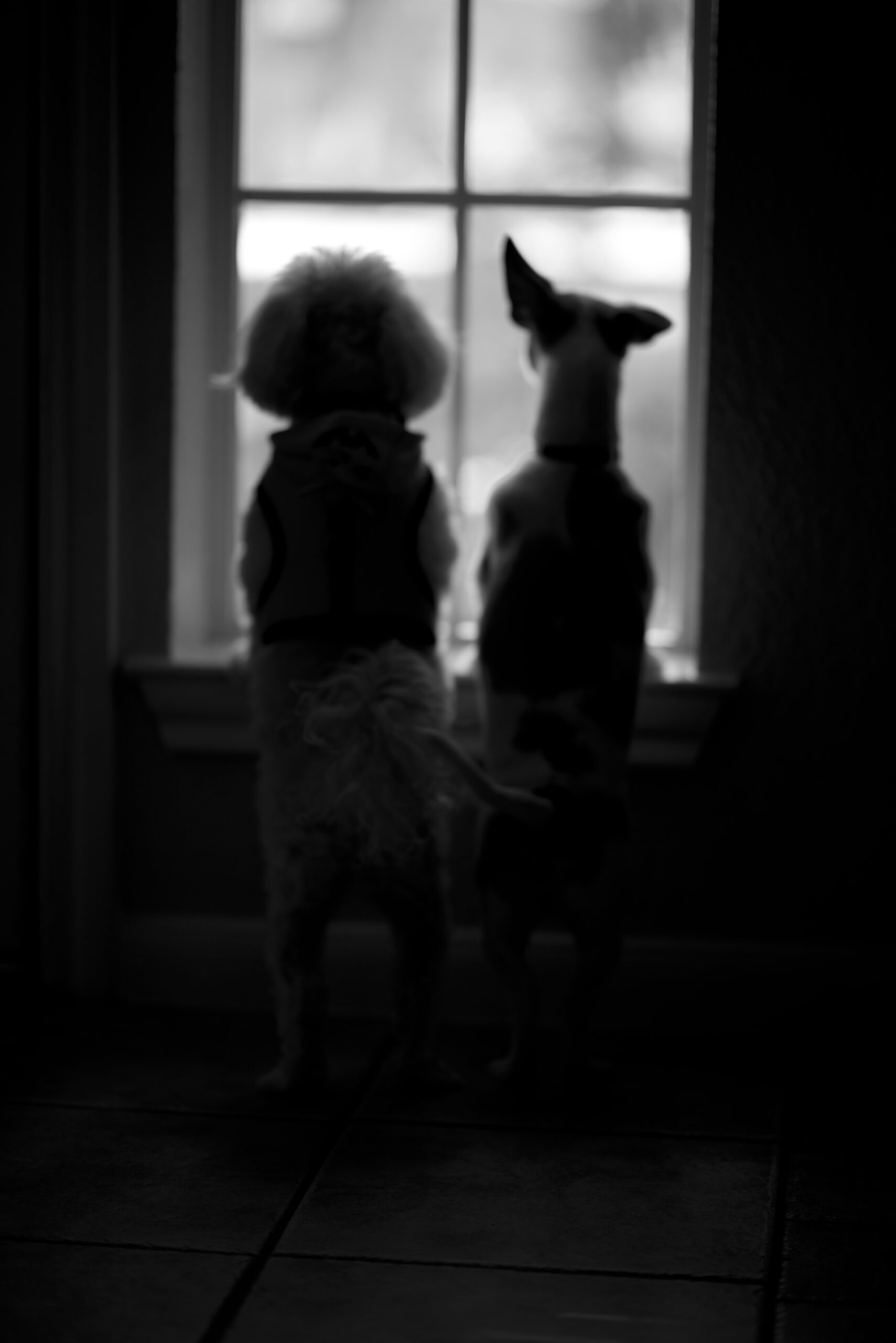 Two small dogs stand on their hind legs side by side, looking out of a window with light streaming in. Tanya Eivin Photography