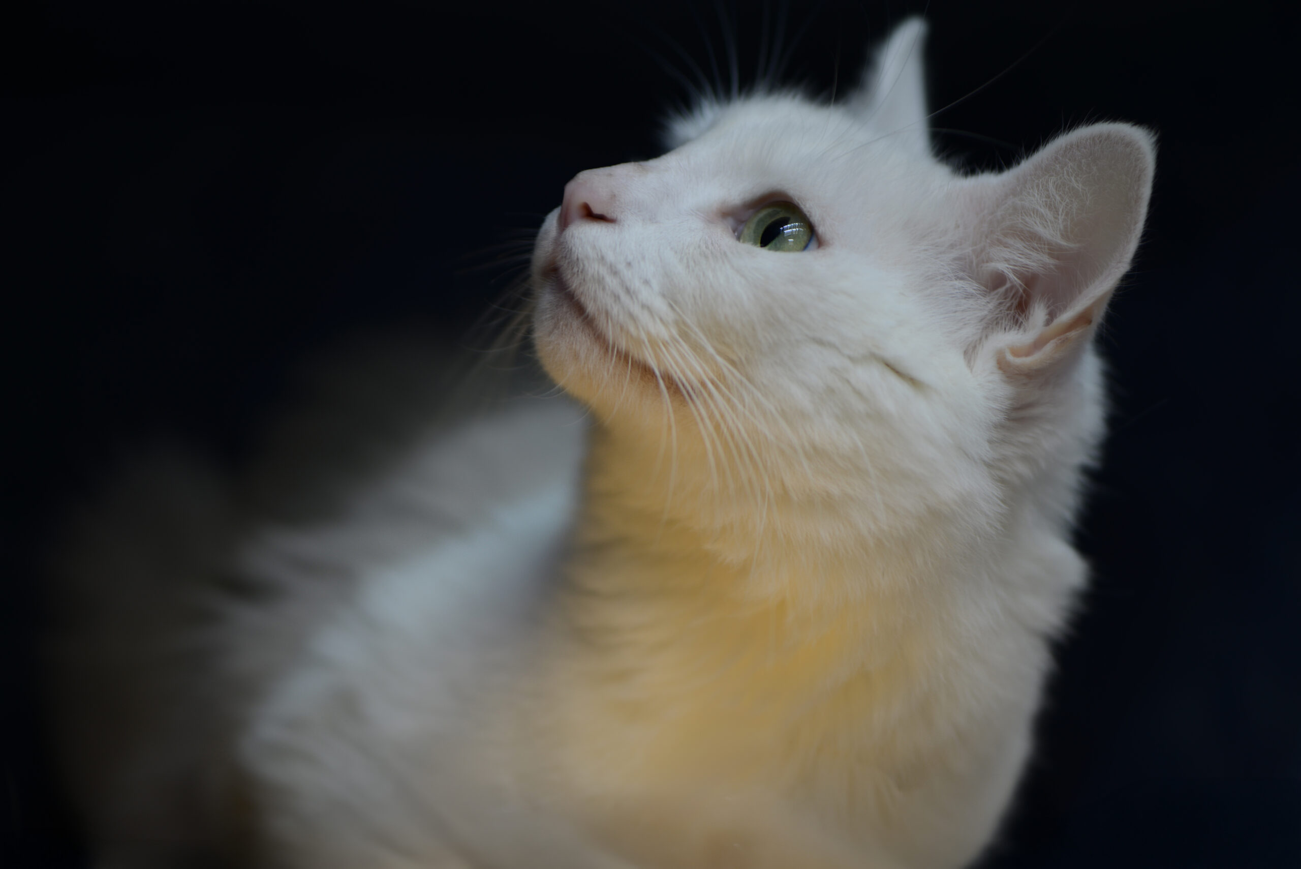 A white cat with green eyes looks upward against a dark background. Tanya Eivin Photography