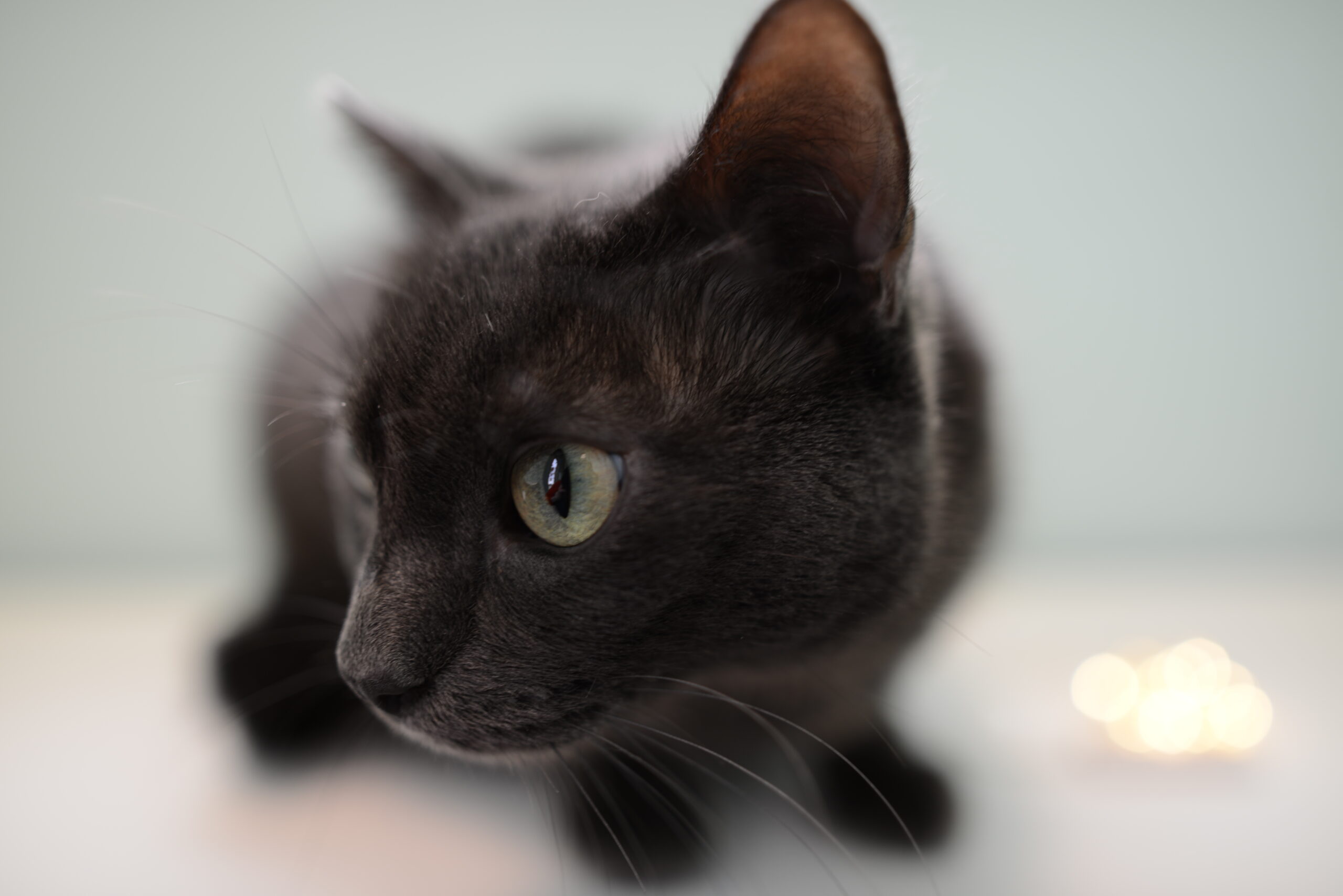 Close-up of a black cat with green eyes, looking to the left against a blurred light background. Tanya Eivin Photography