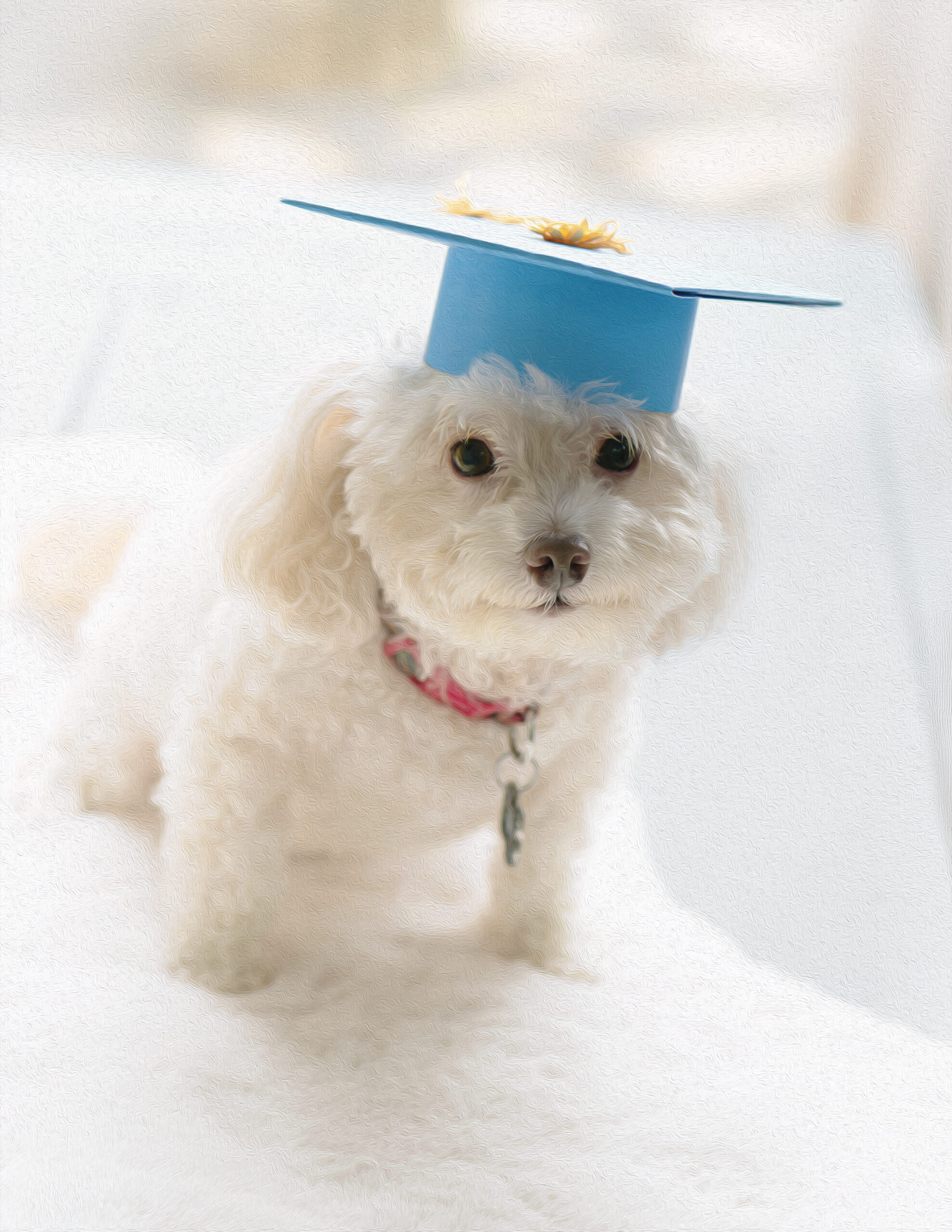 Small white dog wearing a blue graduation cap stands on a white surface, looking at the camera. Tanya Eivin Photography
