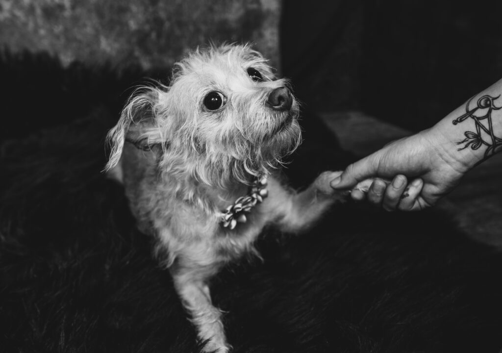 A small, scruffy dog wearing a flower collar sits on a dark surface while holding the hand of a person with a tattoo on their wrist. Tanya Eivin Pet Portraits