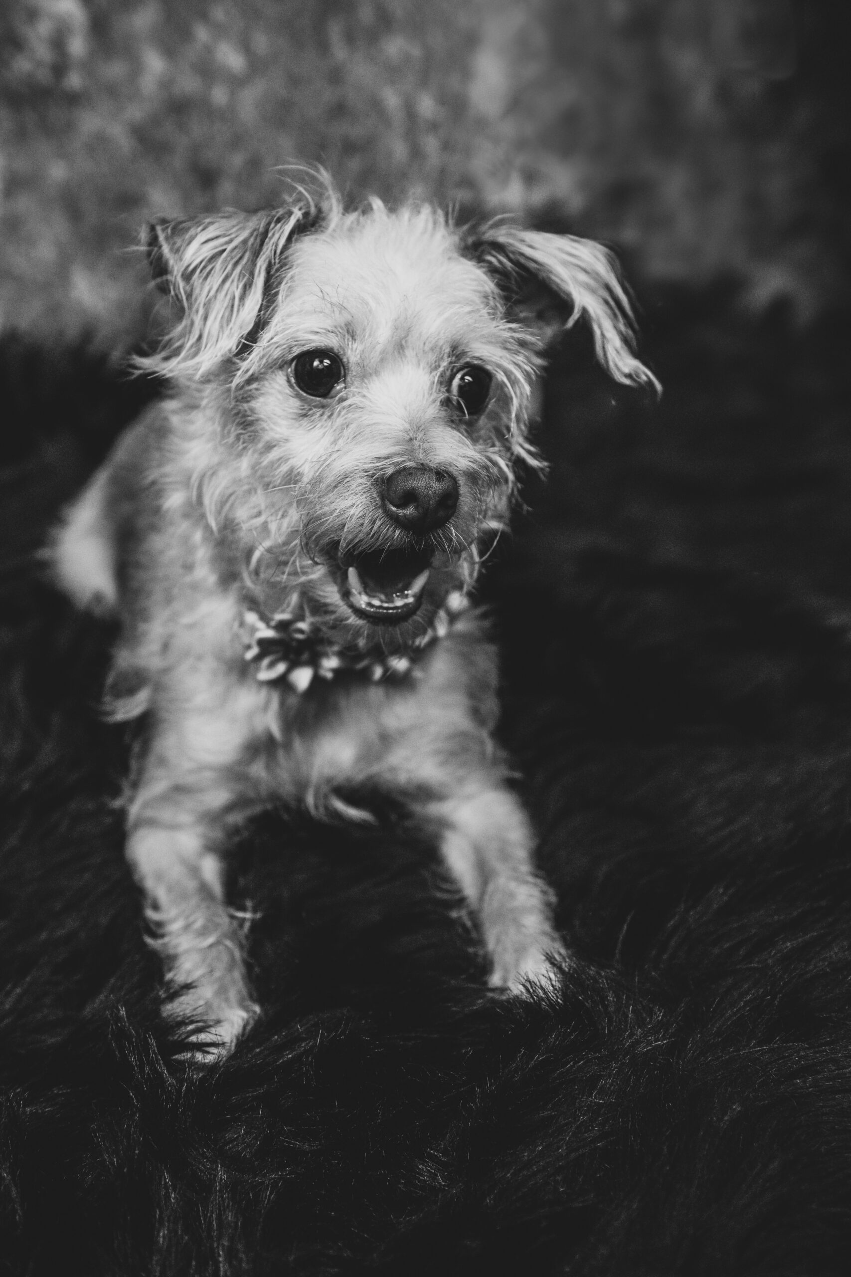 A small, scruffy dog with a collar sits on a dark, furry surface, looking slightly to the side with mouth open. The image is in black and white. Tanya Eivin Photography