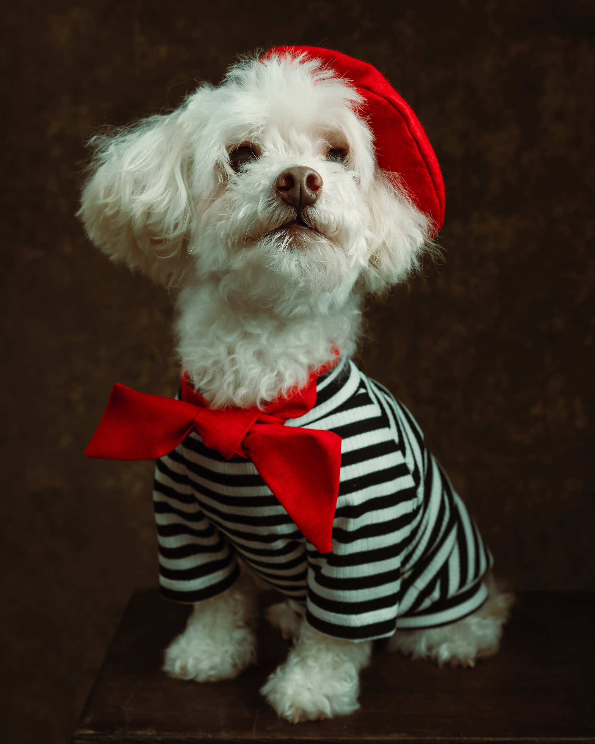 A small white dog wearing a red beret, a large red bow, and a black-and-white striped shirt sits on a dark surface against a brown background. Tanya Eivin Photography