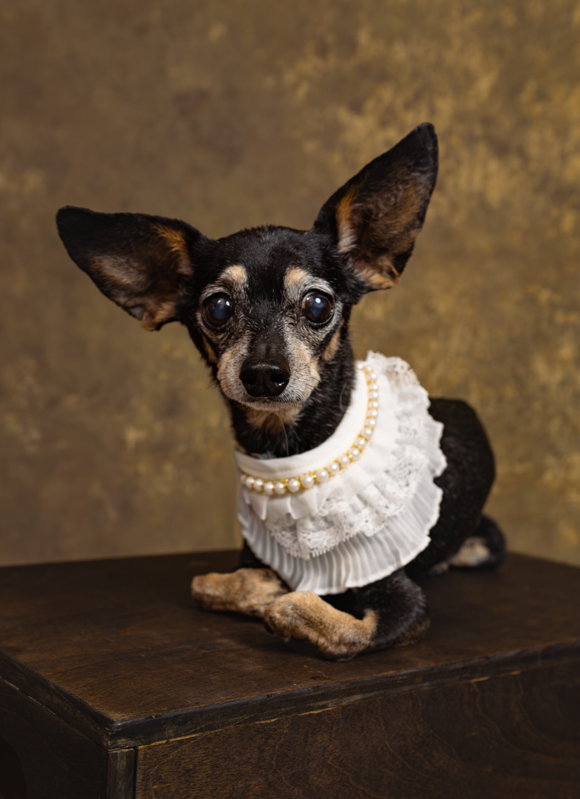Small black and tan dog with large ears wearing a white ruffled collar with pearls, sitting on a wooden surface against a brown background. Tanya Eivin Photography