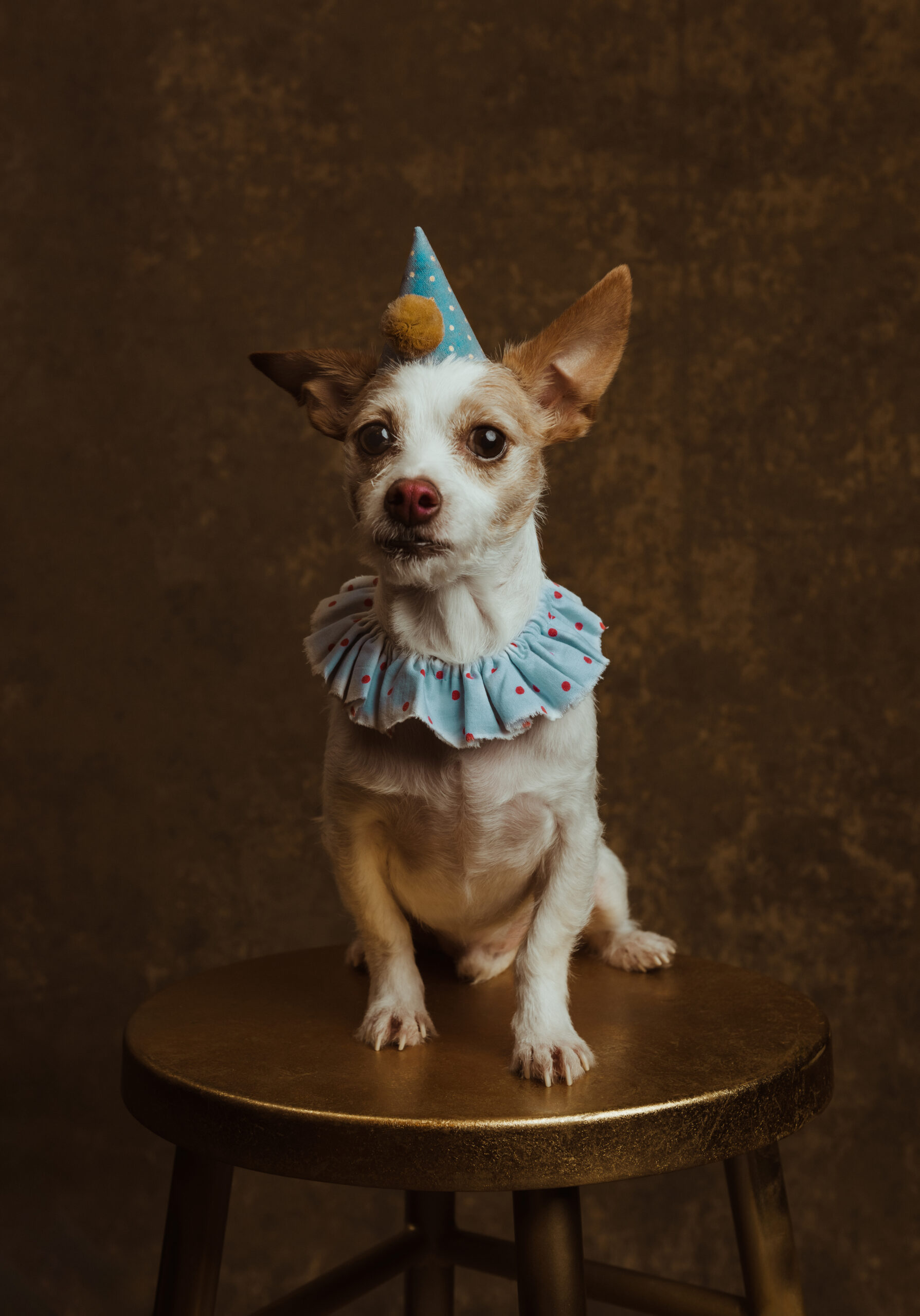 Small dog wearing a blue party hat and ruffled collar sits on a gold stool against a brown textured background. Tanya Eivin Photography