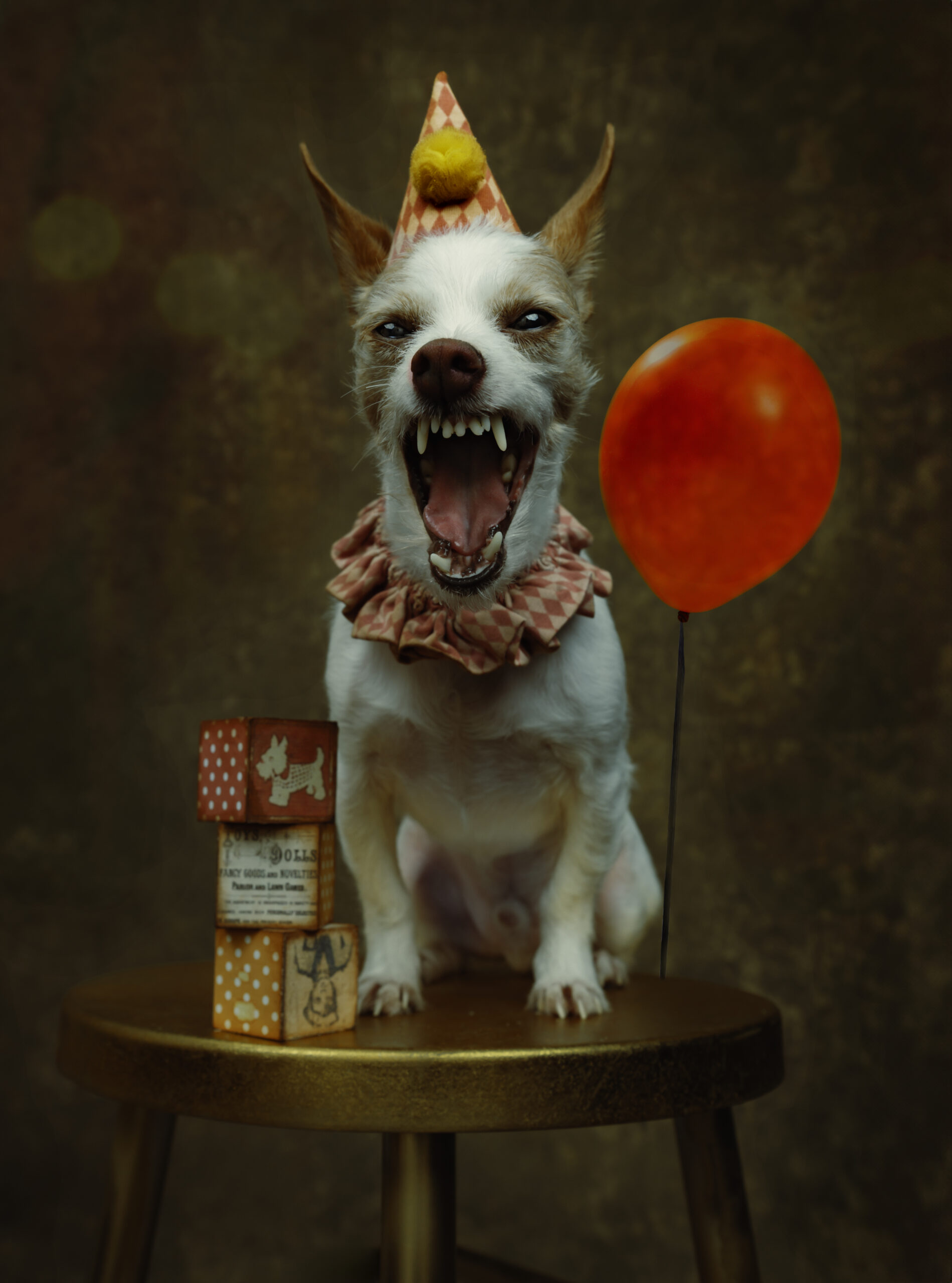 Small dog wearing a birthday hat and ruffled collar sits on a stool, baring its teeth, next to a red balloon and a small gift box against a brown background. Tanya Eivin Photography